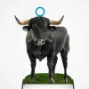 Grand Taureau pour l'Équitation de Travail